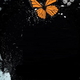 Illustration for article titled Exclusive Excerpt from Francesca Lia Blocks Post-Apocalyptic Odyssey